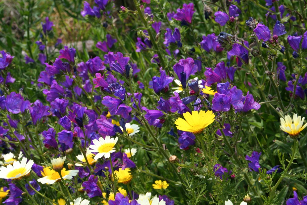 Fiori sul mare-Isola Capo Rizzuto (Crotone)